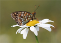 Schmetterling